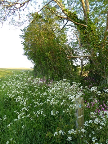 Wild flowers at fiver acres field